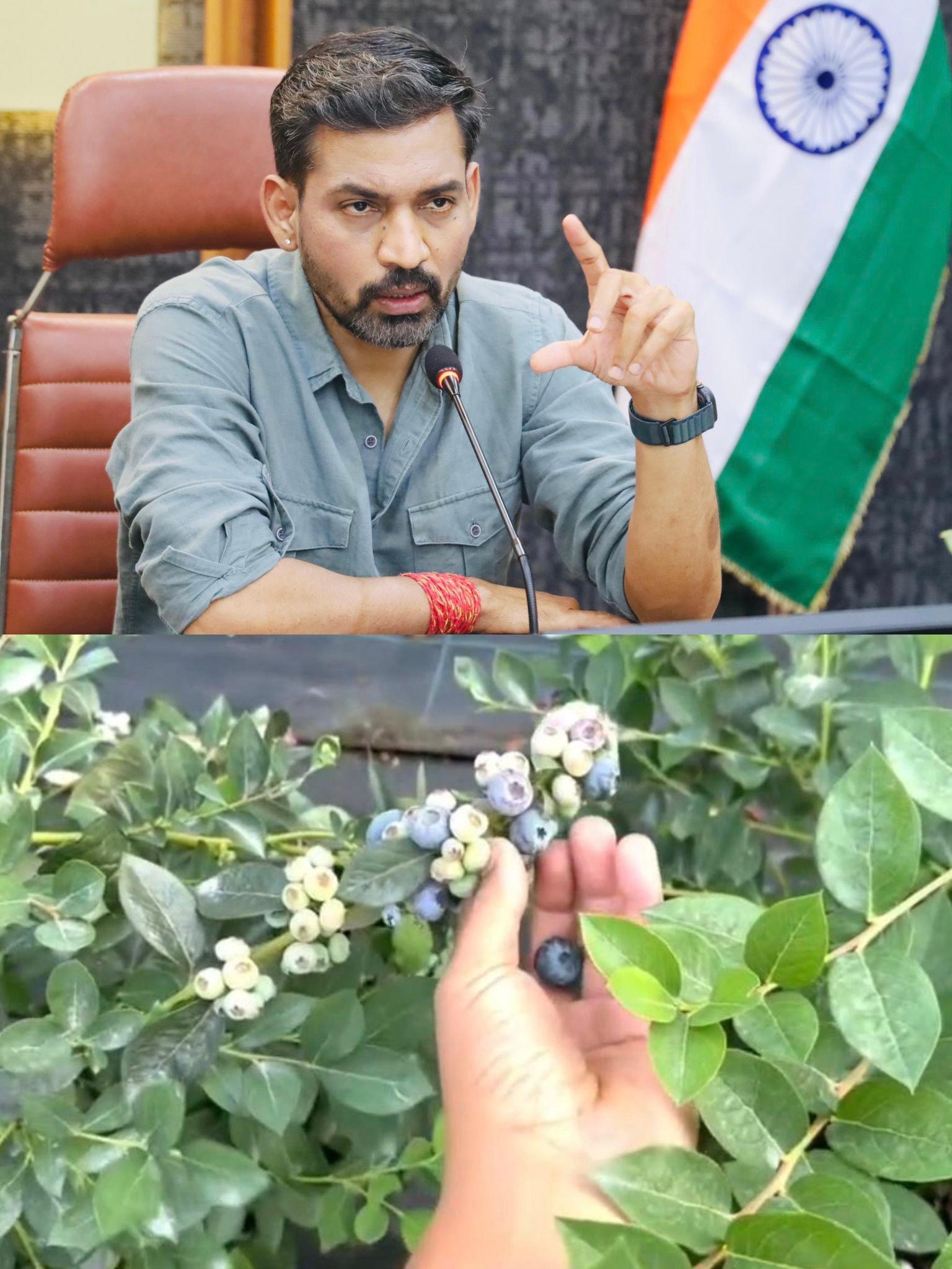 देहरादून जिला प्रशासन की पहल,दून बासमती के बाद अब चमकेगी ब्लूबेरी देहरादून में पायलट प्रोजेक्ट के तहत 10 किसानों से शुरुआत